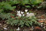 Cyclamen hederifolium RCP Riva del Garda 10-2015 (144).JPG